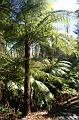 Tree fern gully, Pirianda Gardens IMG_7123